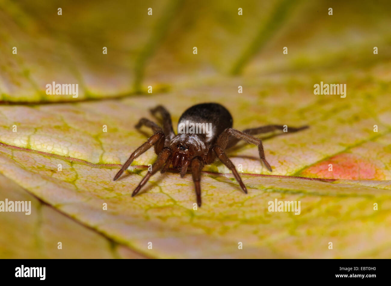 Mouse spider hi-res stock photography and images - Alamy