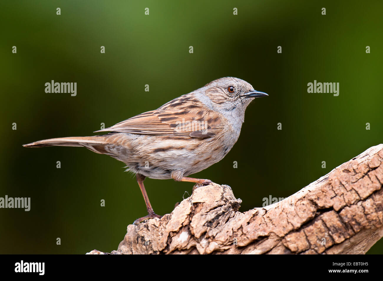 Dunnock (Prunella modularis) adult perched on a branch at Hale, Cumbria. May. Stock Photo