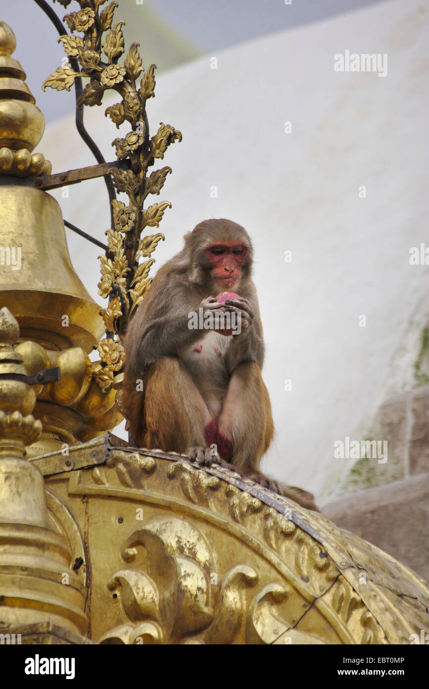 rhesus monkey, rhesus macacque (Macaca mulatta), Swayambhunath, Monkey Temple, stupa, sitting ape, Nepal, Kathmandu Stock Photo