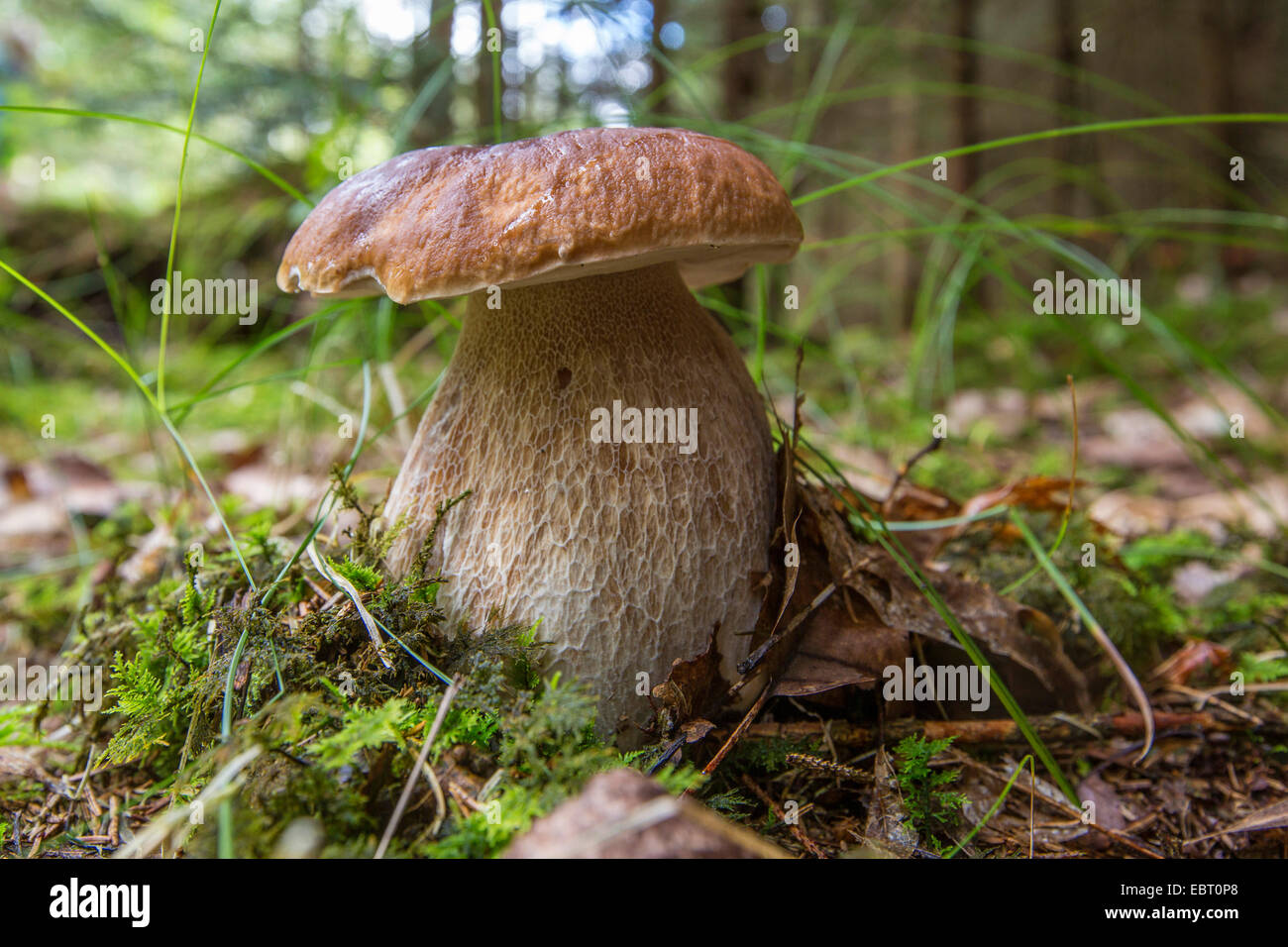 penny bun, cep (Boletus edulis), in a spruce forest, Germany, Bavaria Stock Photo