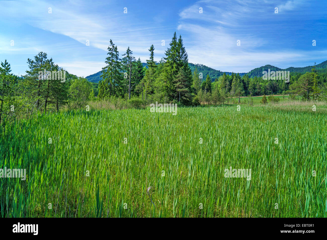 raised bog in spring, Germany, Bavaria, Oberbayern, Upper Bavaria, Murnauer Moos Stock Photo