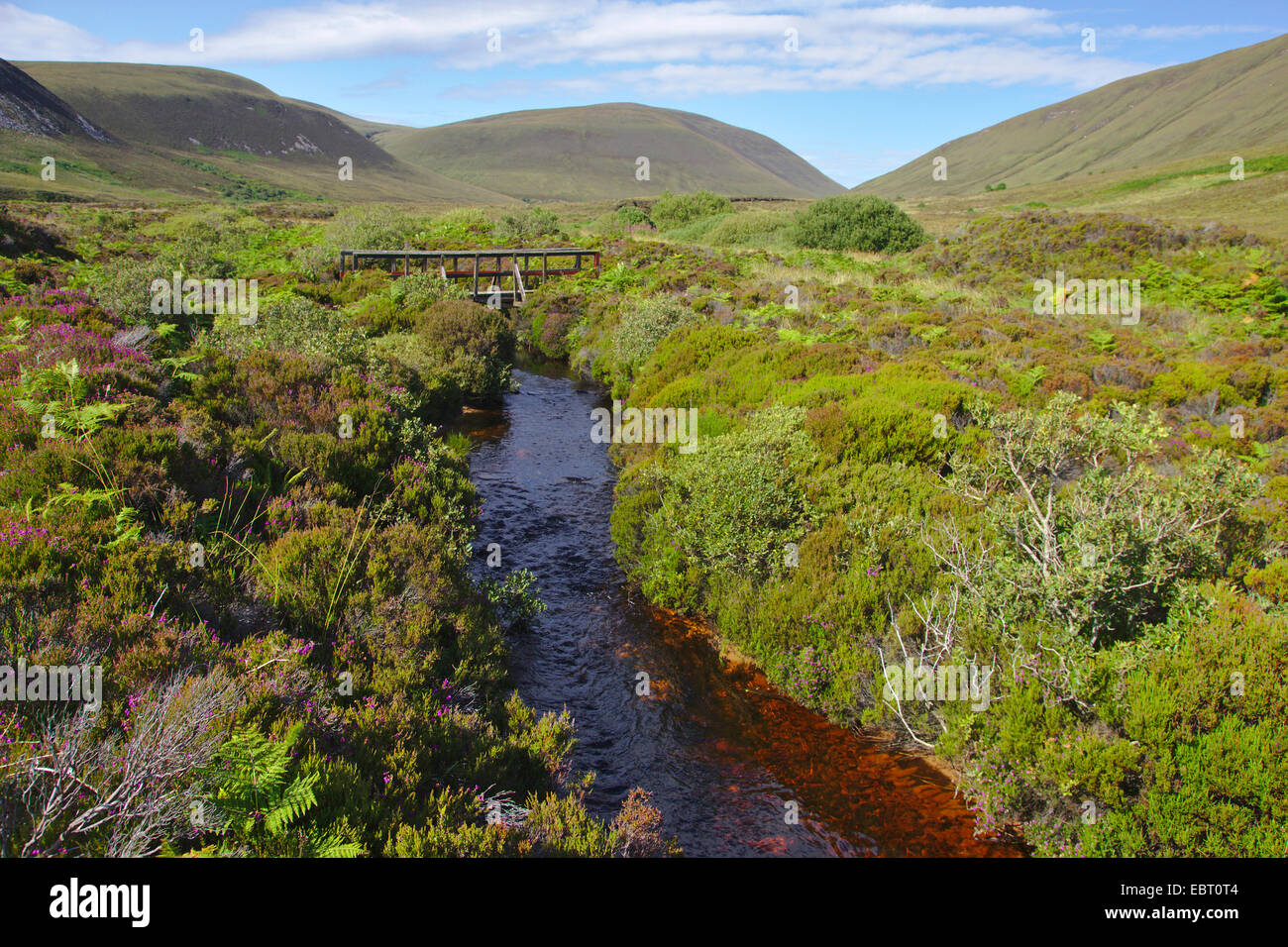 wooden bridge over a creek in moor, United Kingdom, Scotland, Orkney, Hoy Stock Photo