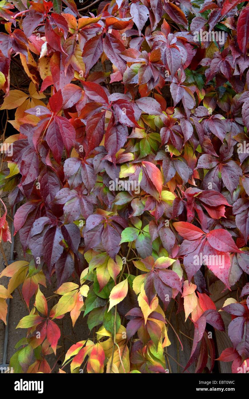 Parthenocissus quinquefolia (Virginia Creeper, Virginia-creeper, Woodbine)