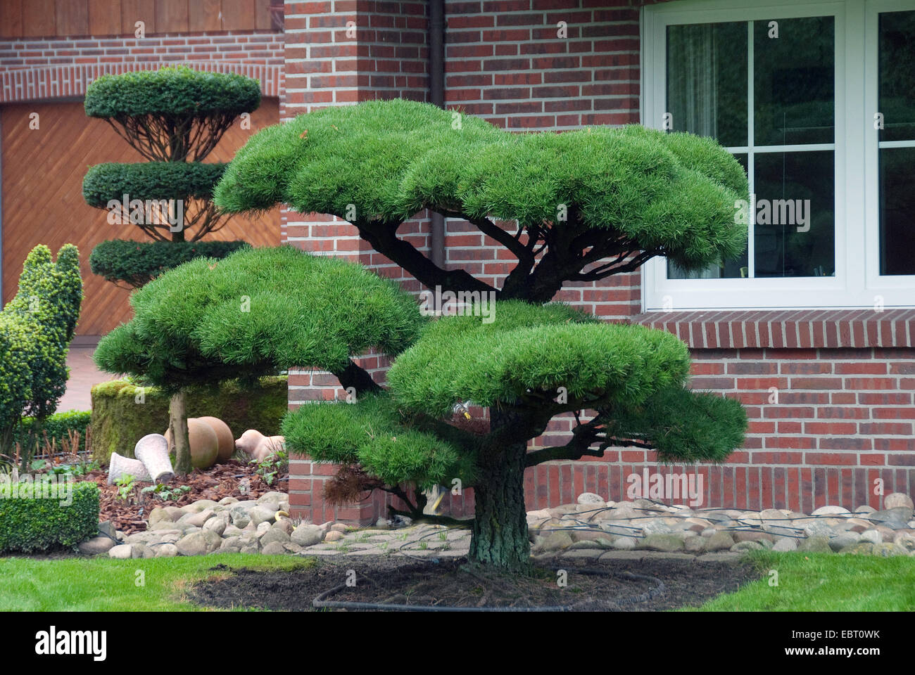 black pine, lodgepole pine, shore pine (Pinus contorta), topiary Stock Photo