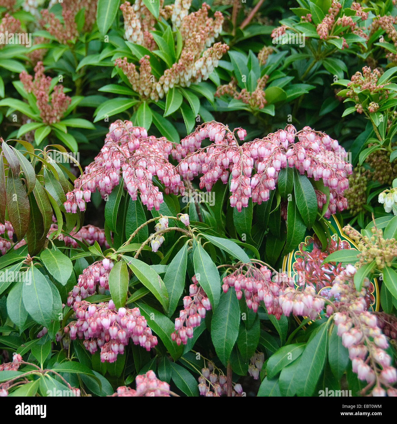 Japanese pieris (Pieris japonica 'Valley Valentine', Pieris japonica Valley Valentine), cultivar Valley Valentine Stock Photo
