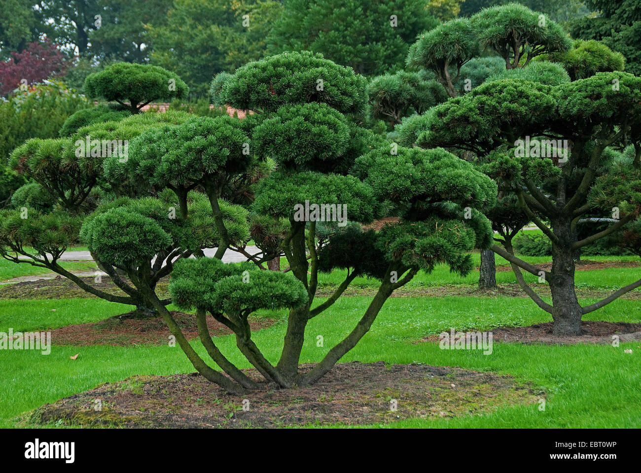 Mountain pine, Mugo pine (Pinus mugo 'Gnom', Pinus mugo Gnom), cultivar Gnom Stock Photo