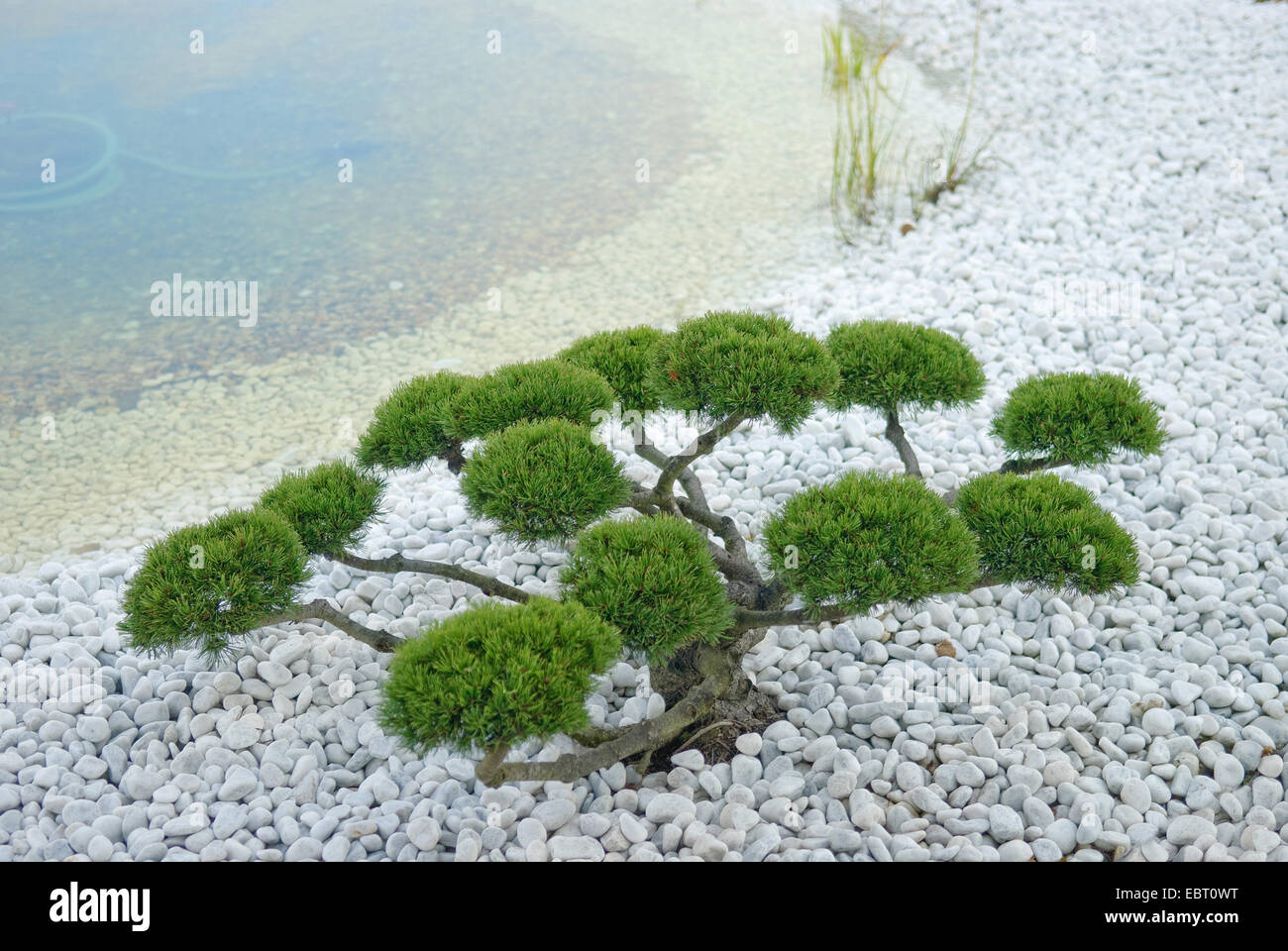 Mountain pine, Mugo pine (Pinus mugo mughus), topiary Stock Photo