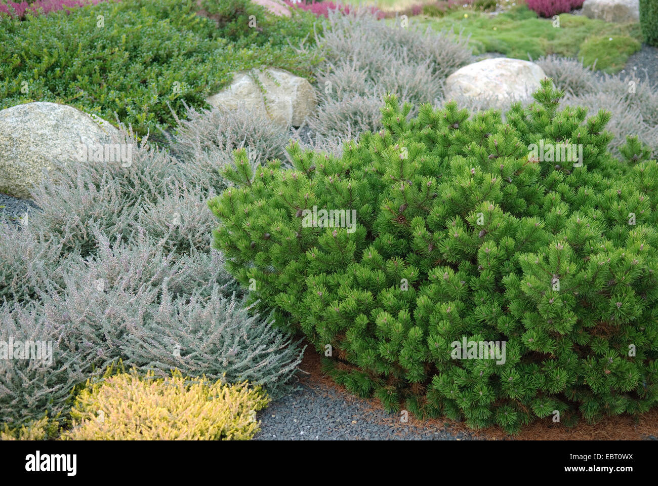 Mountain pine, Mugo pine (Pinus mugo 'Hesse', Pinus mugo Hesse), cultivar Hesse Stock Photo