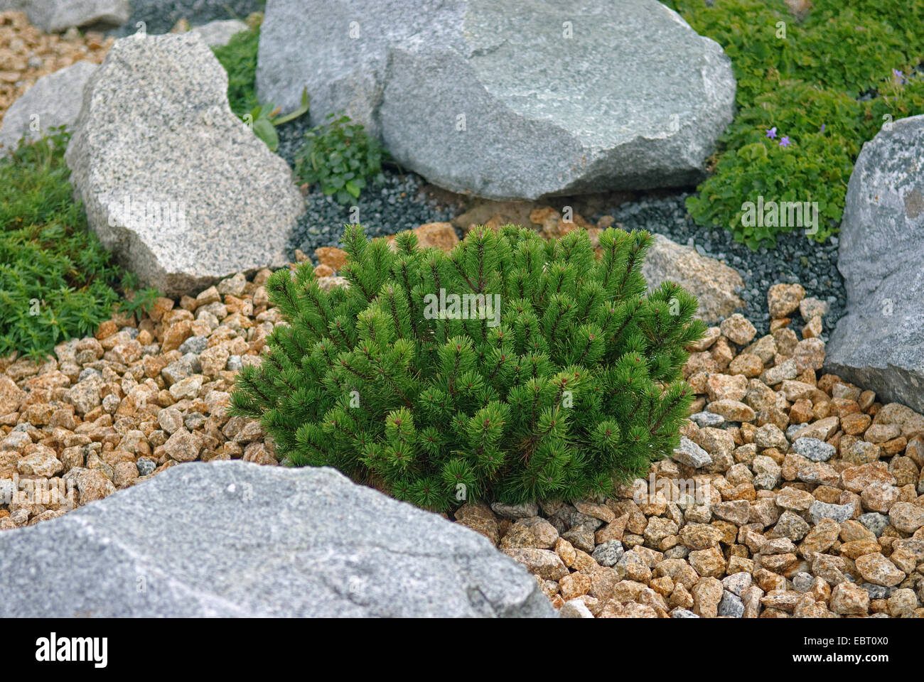 mountain pine, mugo pine (Pinus mugo pumilio), in a rock garden Stock Photo