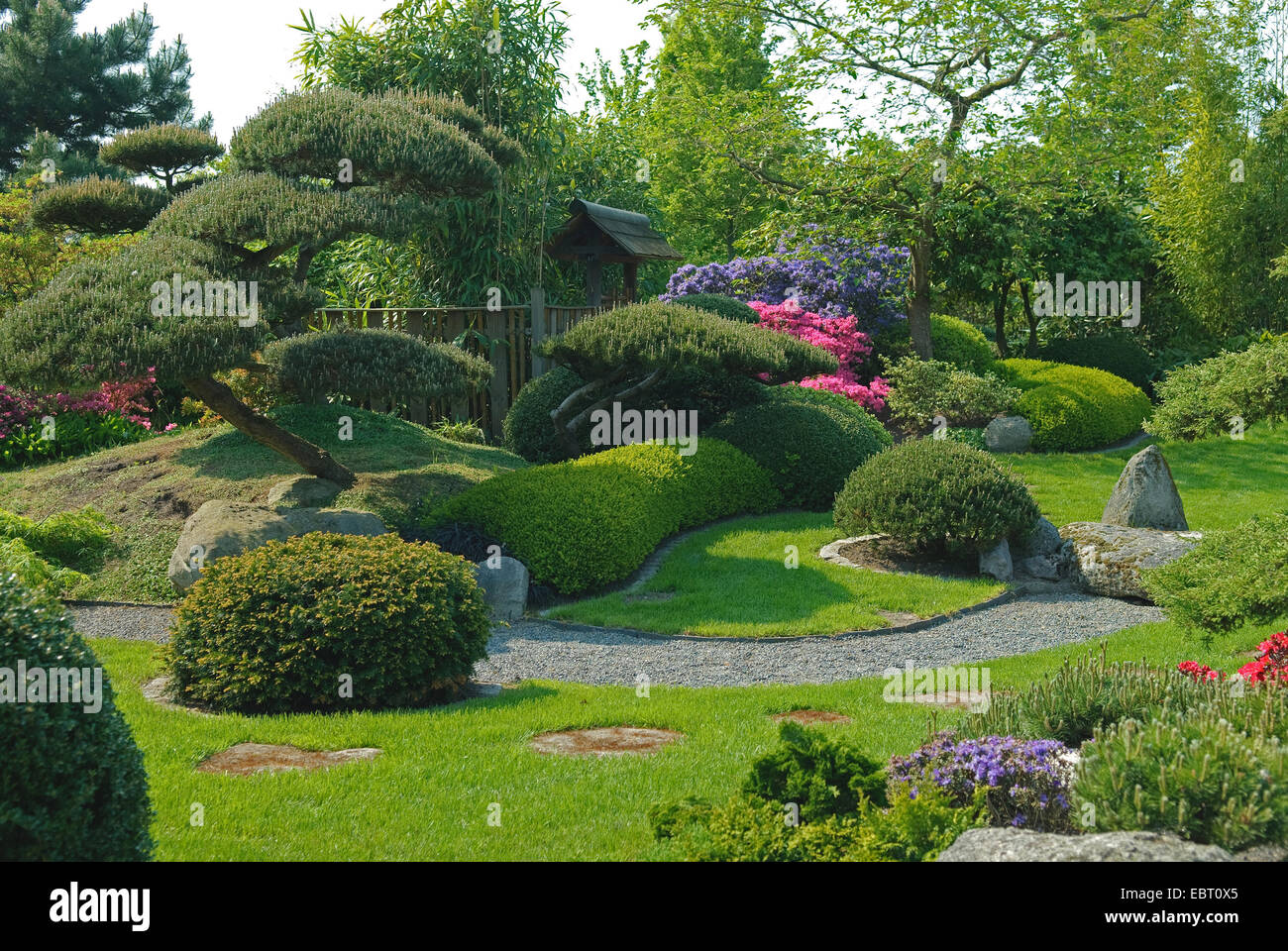 mountain pine, mugo pine (Pinus mugo pumilio, Pinus mugo var. pumilio), in a Japanese garden, Germany, Lower Saxony, Bad Zwischenahn, Park der Gaerten Stock Photo