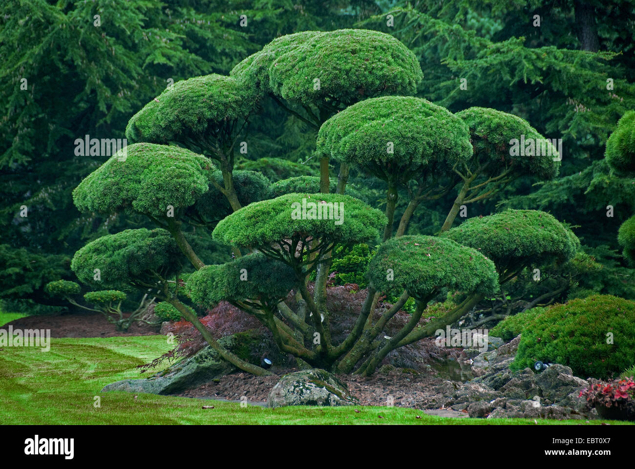mountain pine, mugo pine (Pinus mugo subsp. mugo), topiary Stock Photo