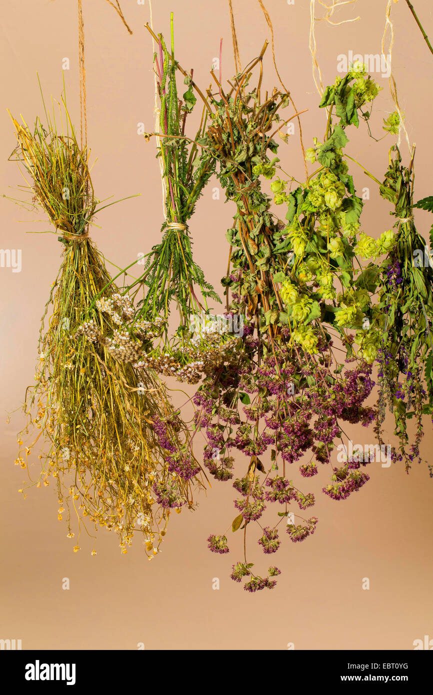 bunch of herbs hanging for drying Stock Photo