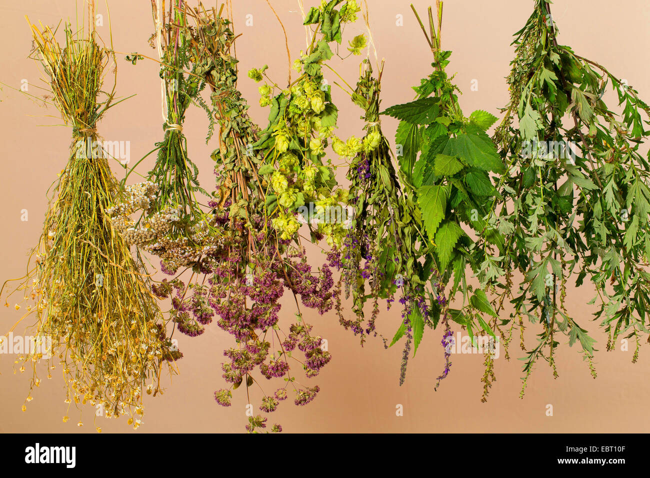 bunch of herbs hanging for drying Stock Photo