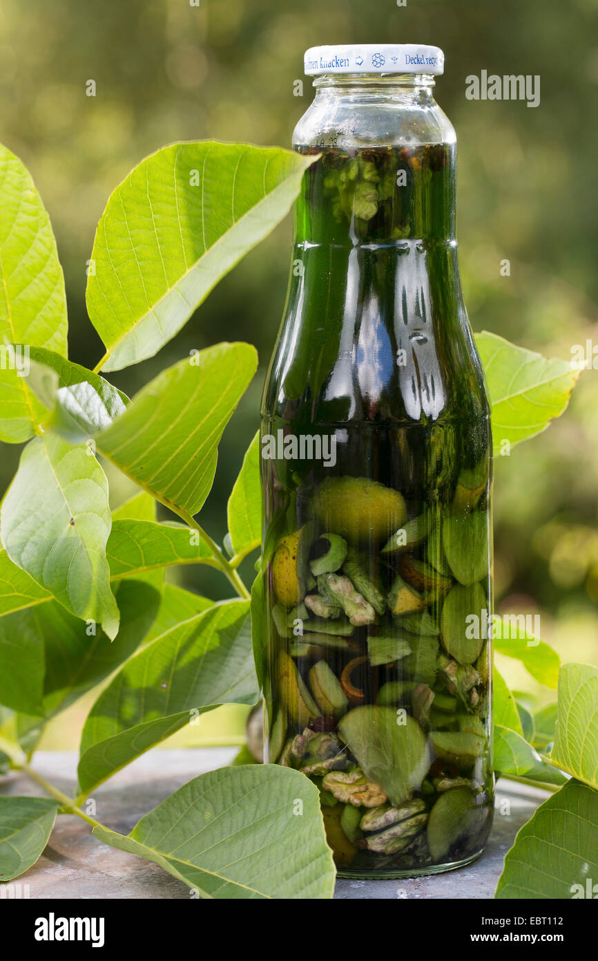 walnut (Juglans regia), handmade walnut liqueur, Germany Stock Photo