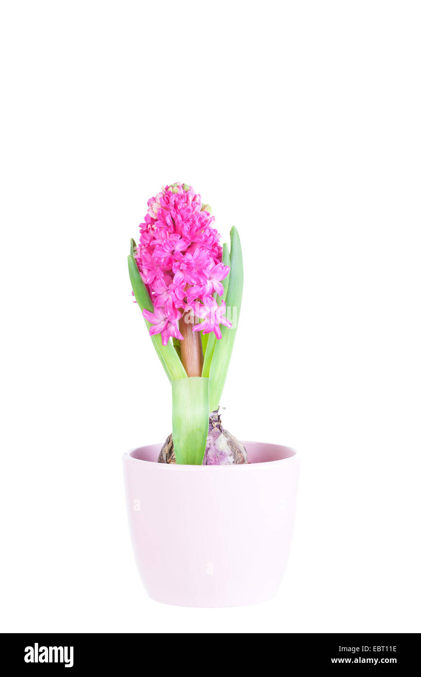 Beautiful pink hyacinth in pot on white background Stock Photo