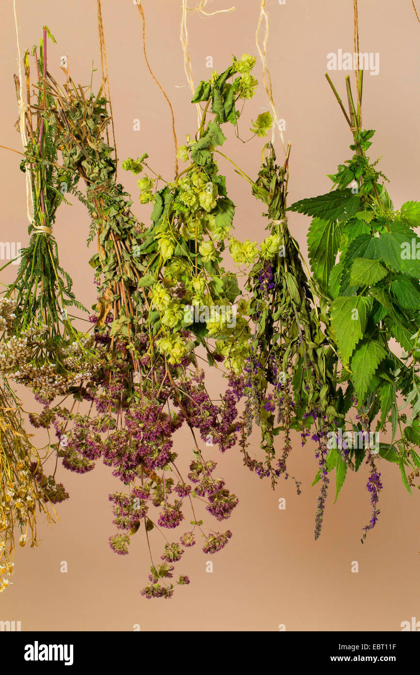 bunch of herbs hanging for drying Stock Photo