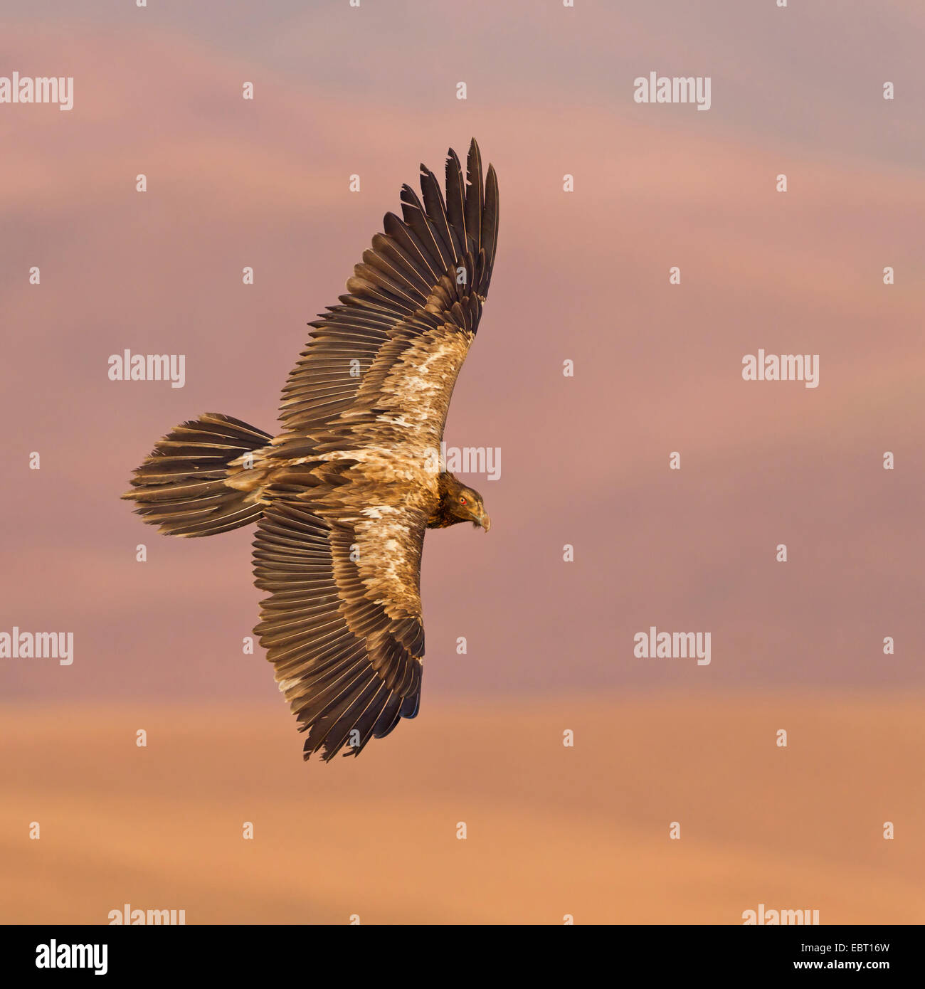 Lammergeier, Bearded Vulture (Gypaetus barbatus meridionalis), gliding in evening light, South Africa, Kwazulu-Natal Stock Photo