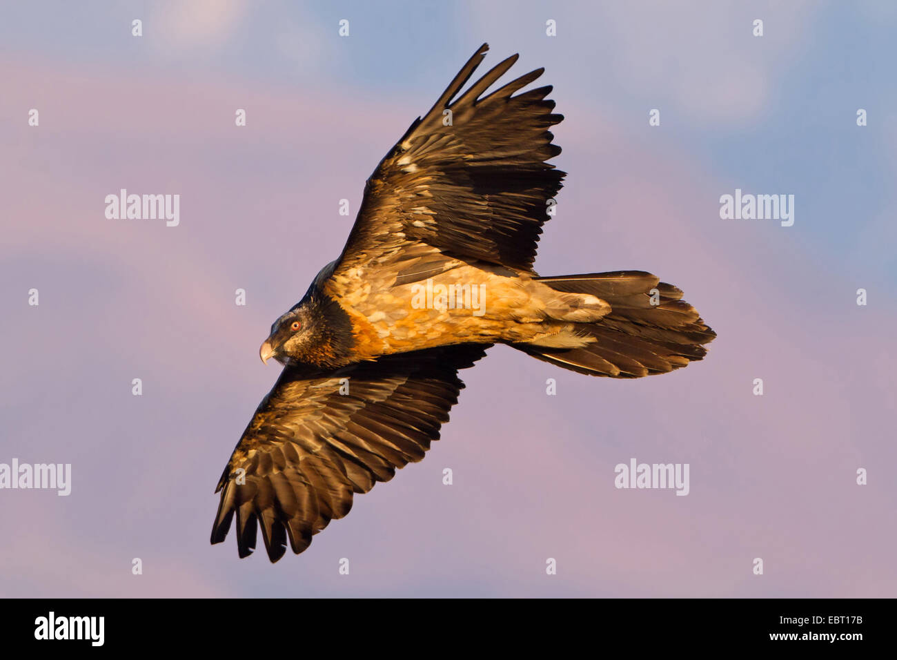 Lammergeier, Bearded Vulture (Gypaetus barbatus meridionalis), gliding squeaker in evening llight, South Africa, Kwazulu-Natal, Giants Castle Stock Photo