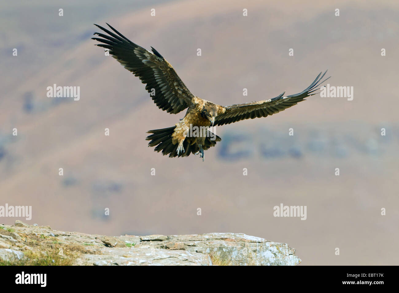 Lammergeier, Bearded Vulture (Gypaetus barbatus meridionalis), squeaker landing on a rock, South Africa, Kwazulu-Natal Stock Photo