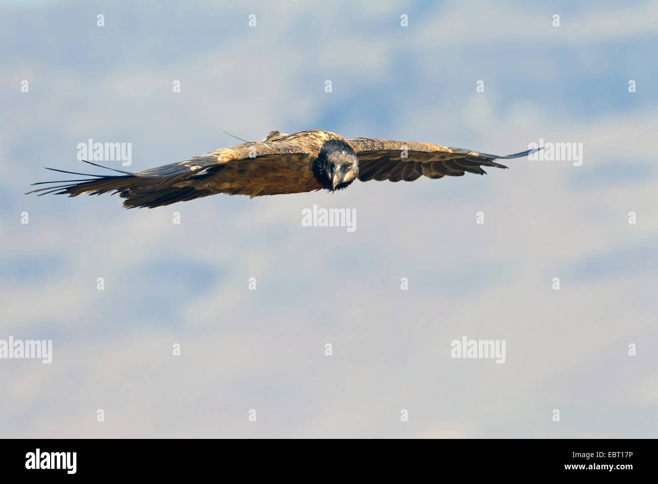 Lammergeier, Bearded Vulture (Gypaetus barbatus meridionalis), gliding squeaker, South Africa, Kwazulu-Natal Stock Photo
