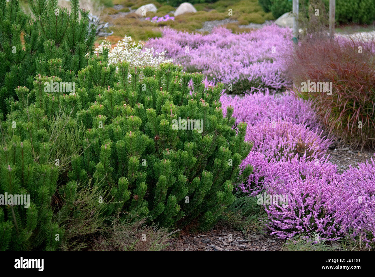 mountain pine, mugo pine (Pinus mugo pumilio, Pinus mugo var. pumilio), in a heath garden Stock Photo