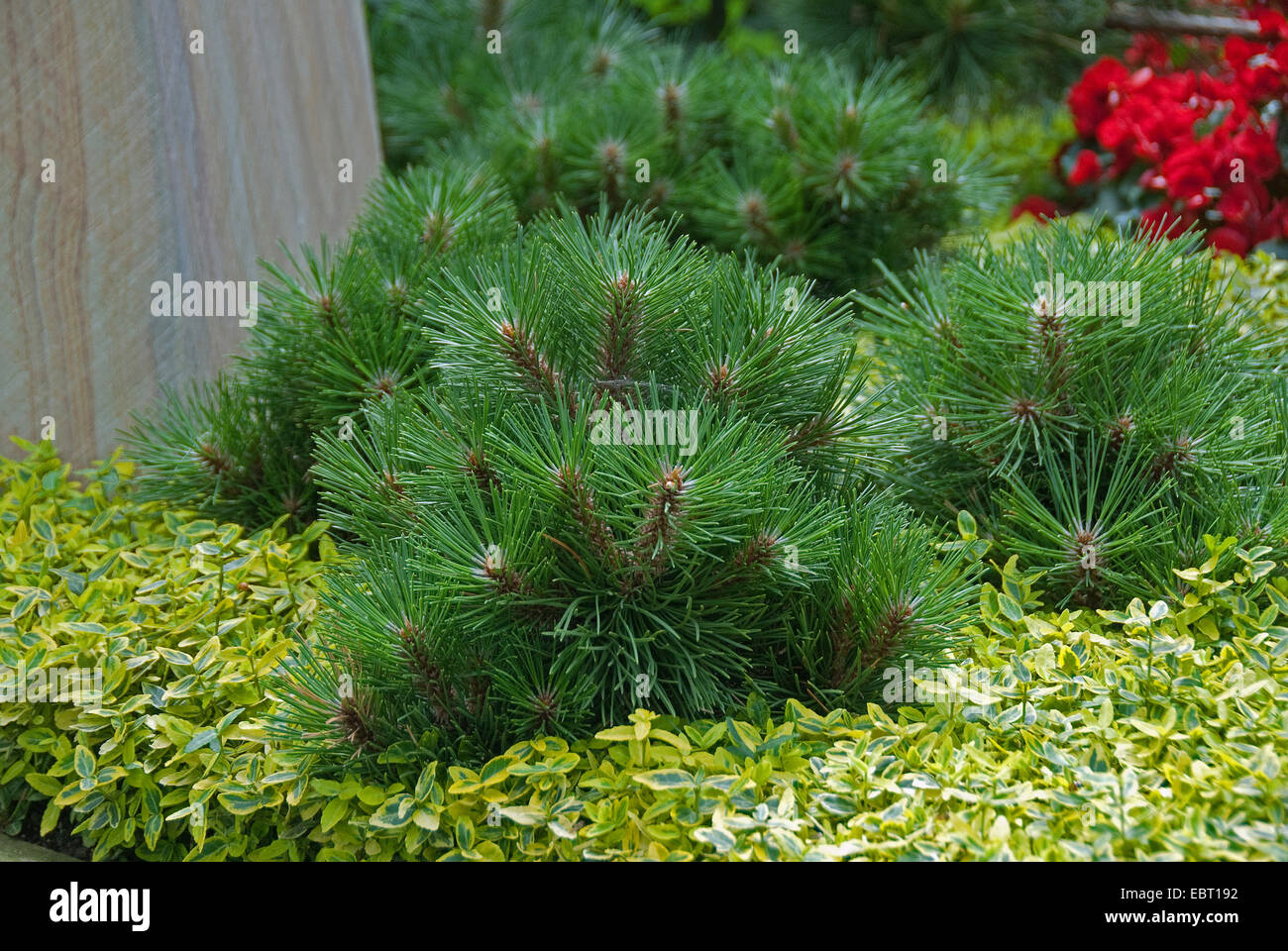 European black pine, Austrian pine, Black Pine, Corsican Pine (Pinus nigra 'Helga', Pinus nigra Helga), cultivar Helga Stock Photo