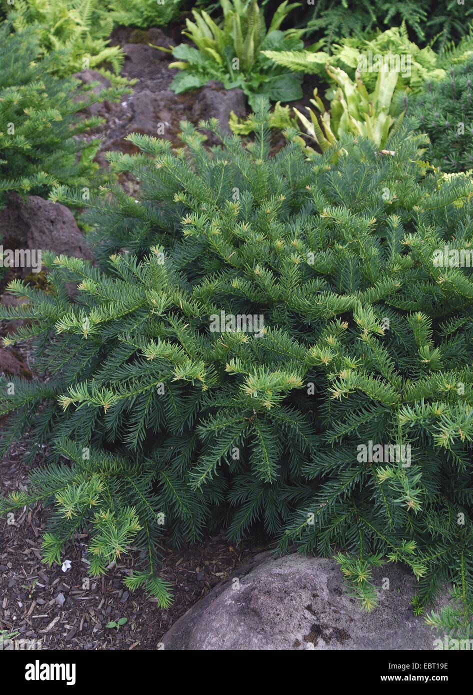 common yew (Taxus baccata 'Repandens', Taxus baccata Repandens), cultivar Repandes Stock Photo