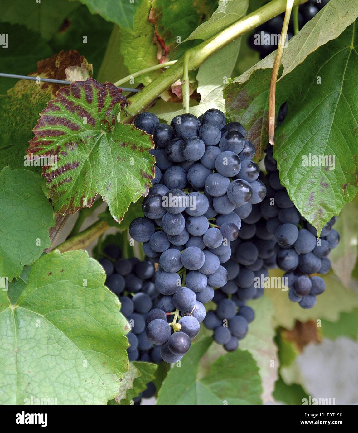 grape-vine, vine (Vitis vinifera 'Venus', Vitis vinifera Venus), cultivar Venus, Germany Stock Photo