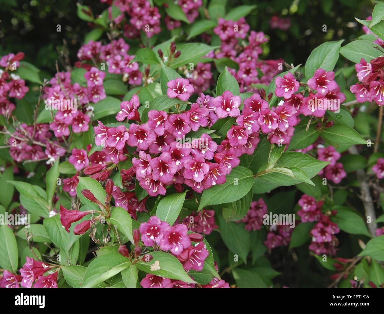 weigela (Weigela 'Bristol Ruby', Weigela Bristol Ruby), cultivar Bristol Ruby, blooming Stock Photo