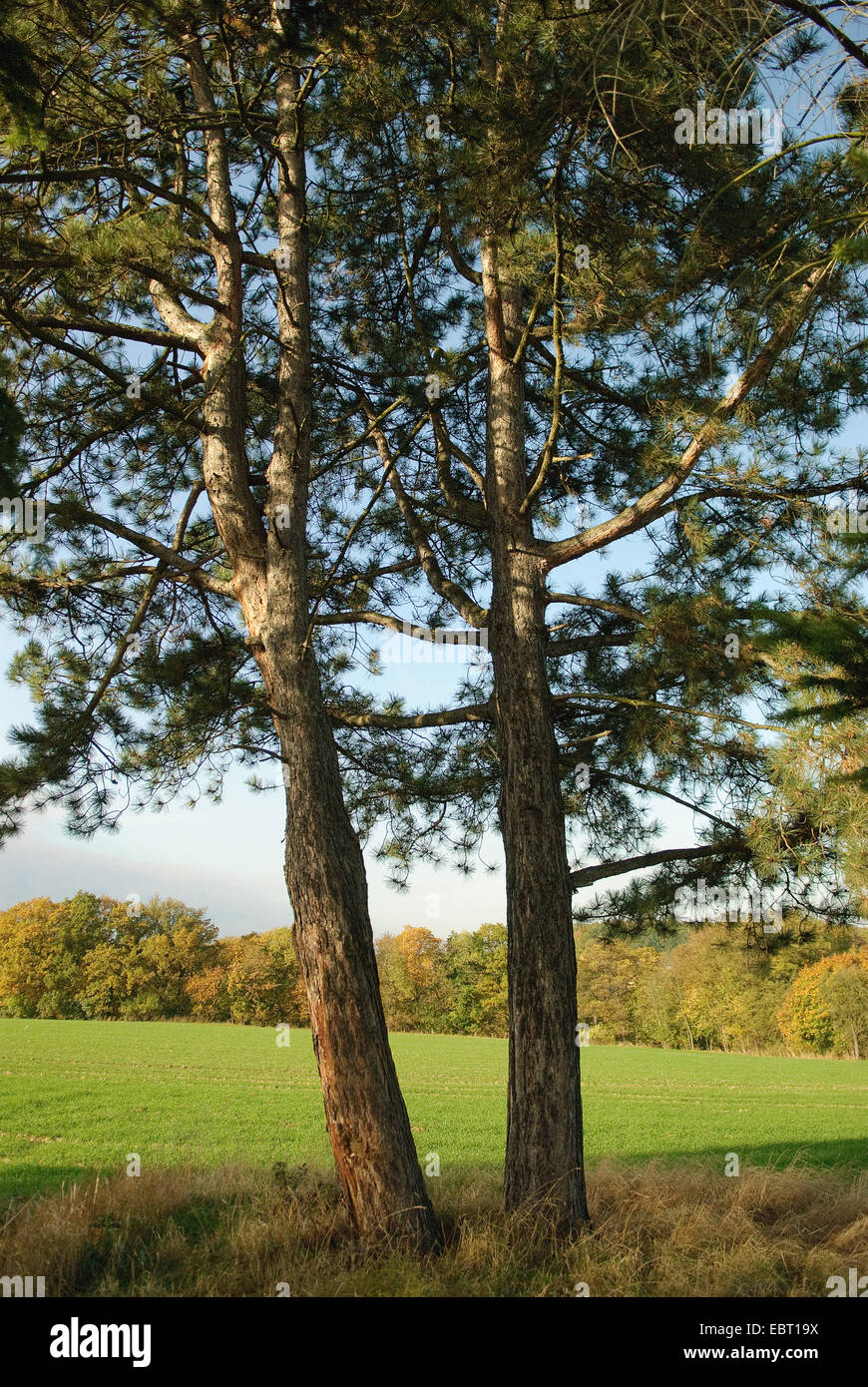 European black pine, Austrian pine, Black Pine, Corsican Pine (Pinus nigra), two trees in front of a field, Germany Stock Photo