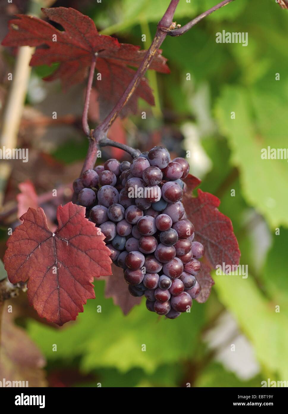 grape-vine, vine (Vitis vinifera 'Purpurea', Vitis vinifera Purpurea), cultivar Purpurea, Germany Stock Photo