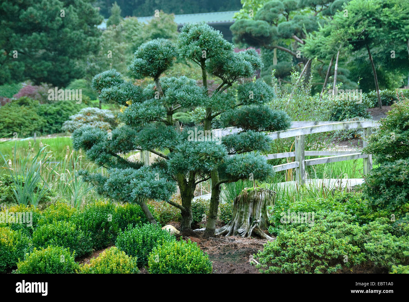 Japanese white pine (Pinus parviflora 'Glauca', Pinus parviflora Glauca), cultivar glauca as garden bonsai Stock Photo