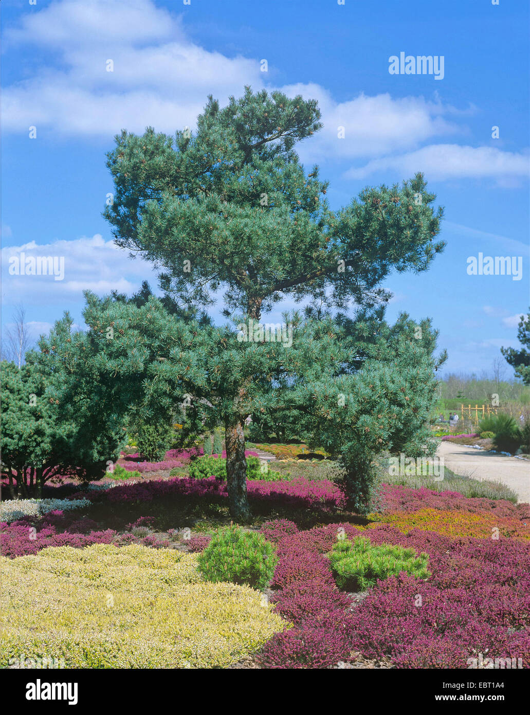 Scotch pine, scots pine (Pinus sylvestris 'Glauca', Pinus sylvestris Glauca), cultivar Glauca Stock Photo