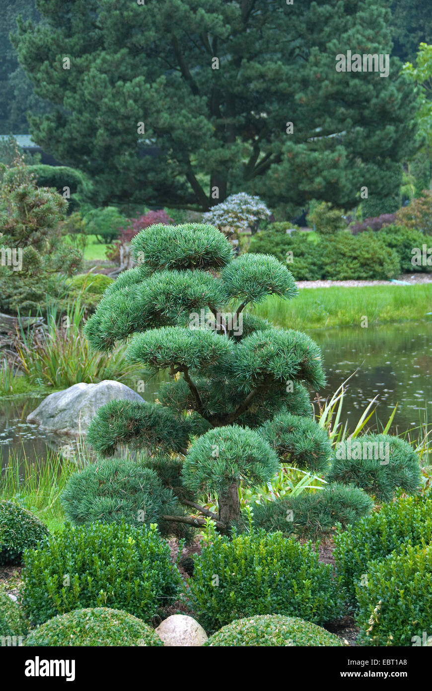 Scotch pine, scots pine (Pinus sylvestris 'Norske Typ', Pinus sylvestris Norske Typ), garden bonsai, cultivar Norske Typ Stock Photo