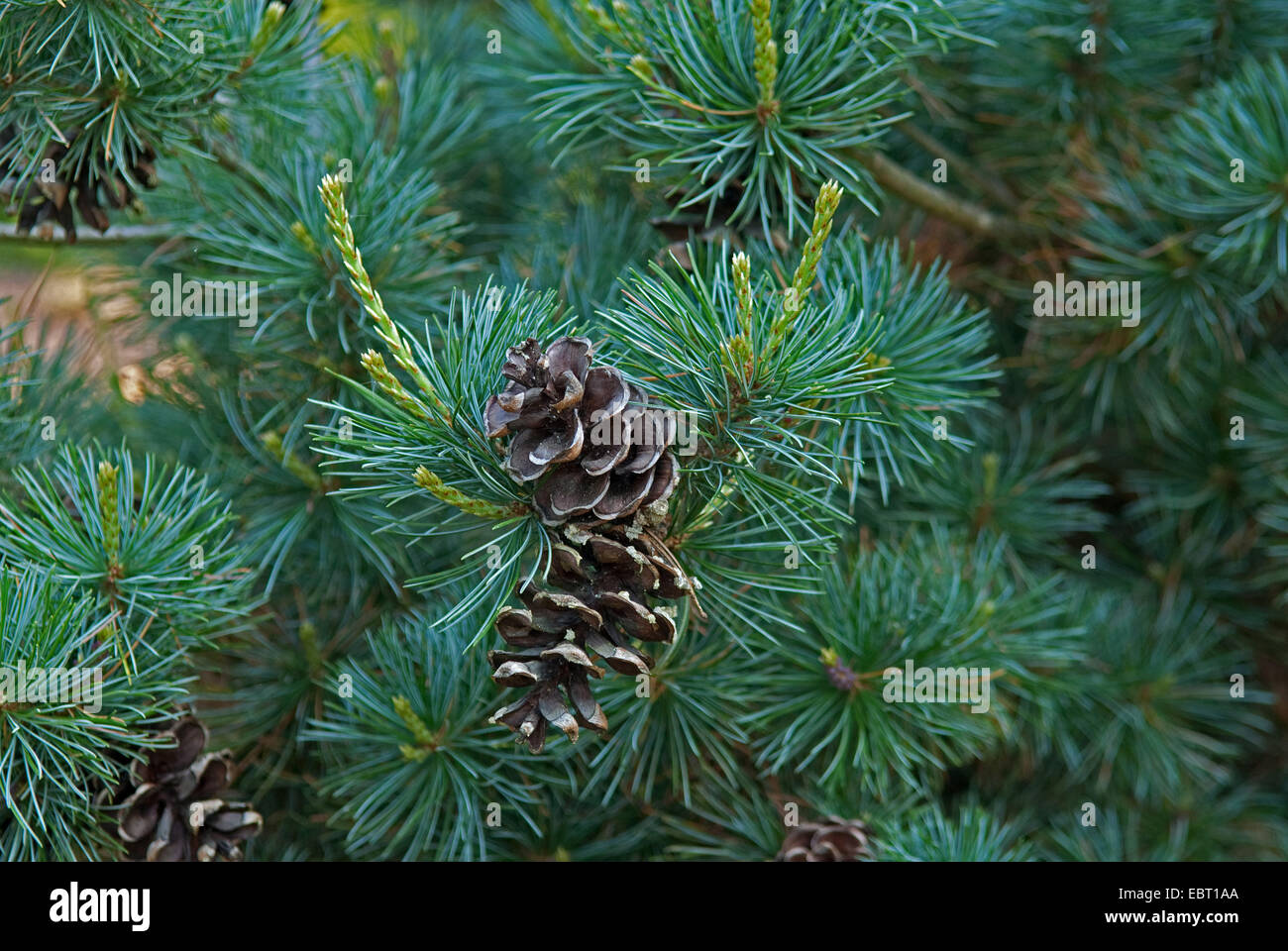 Japanese white pine (Pinus parviflora 'Negishi', Pinus parviflora Negishi), cultivar Negishi, branch with cones Stock Photo