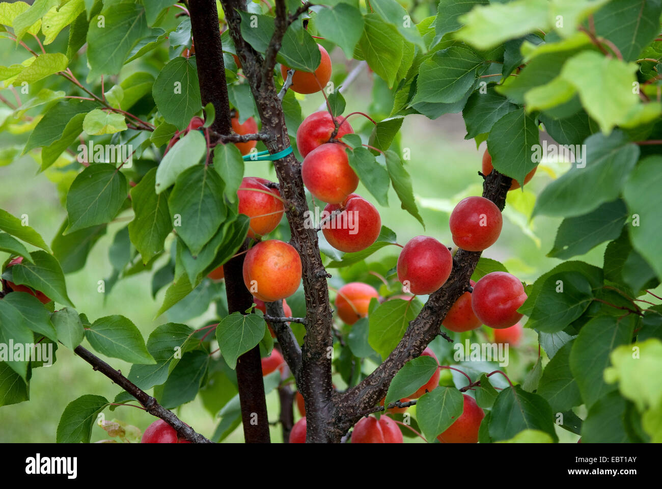 apricot tree (Prunus armeniaca 'Big Red', Prunus armeniaca Big Red), cultivar Big Red, apricots on a tree Stock Photo