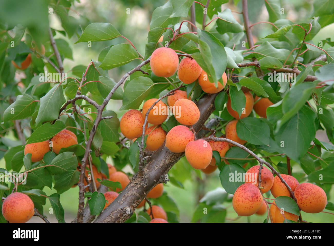 apricot tree (Prunus armeniaca 'Orangered', Prunus armeniaca Orangered), cultivar Orangered, apricots on a tree Stock Photo
