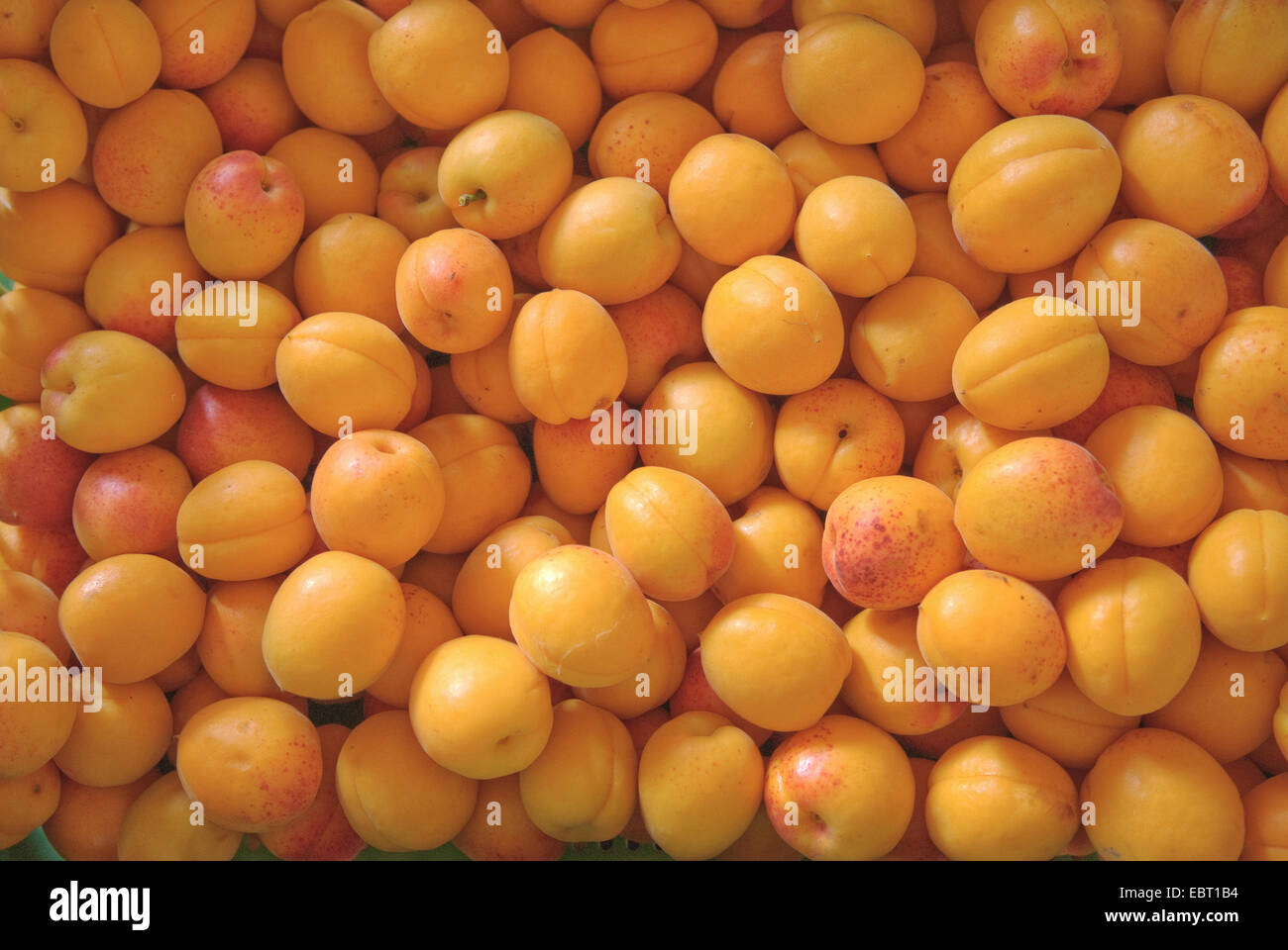 apricot tree (Prunus armeniaca 'Orangered', Prunus armeniaca Orangered), cultivar Orangered Stock Photo