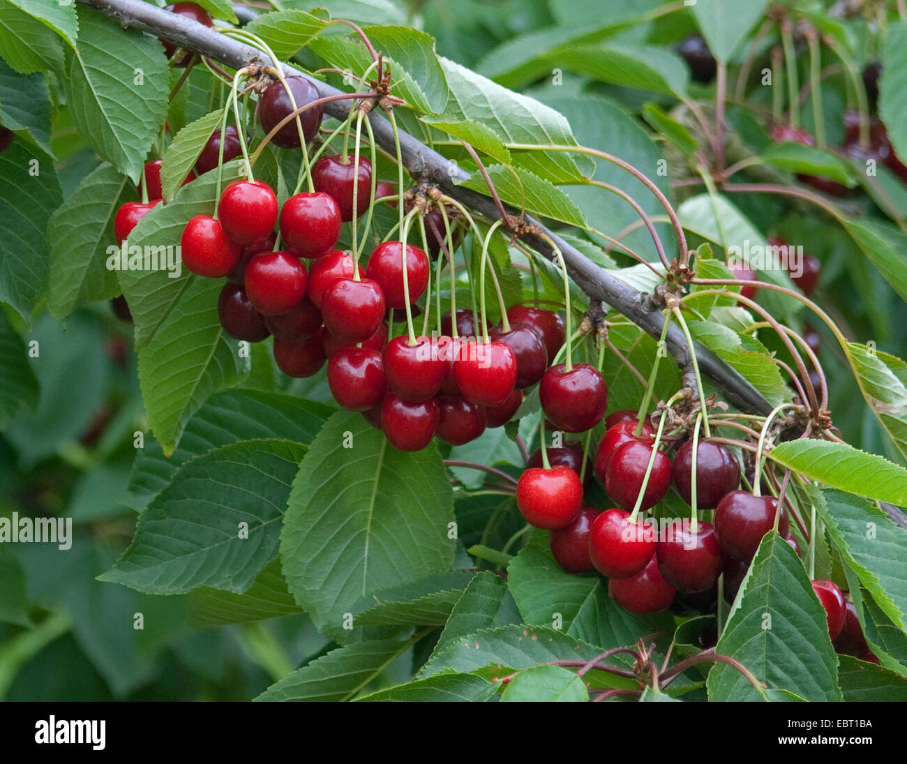 Cherry tree, Sweet cherry (Prunus avium 'Bianca', Prunus avium Bianca), cultivar Bianca, cherries on a tree Stock Photo