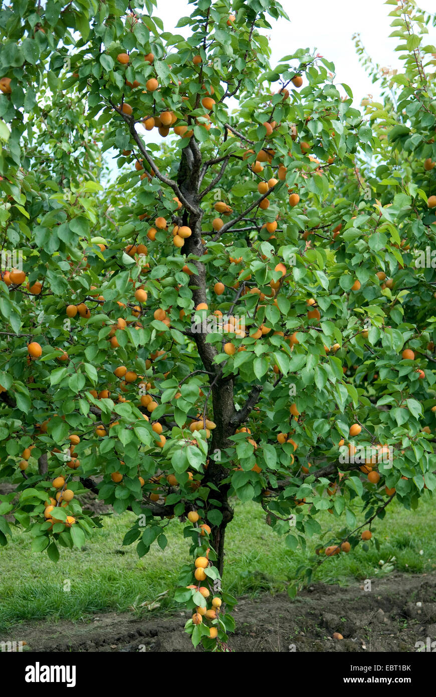 apricot tree (Prunus armeniaca 'Goldrich', Prunus armeniaca Goldrich), cultivar Goldrich, apricots on a tree Stock Photo