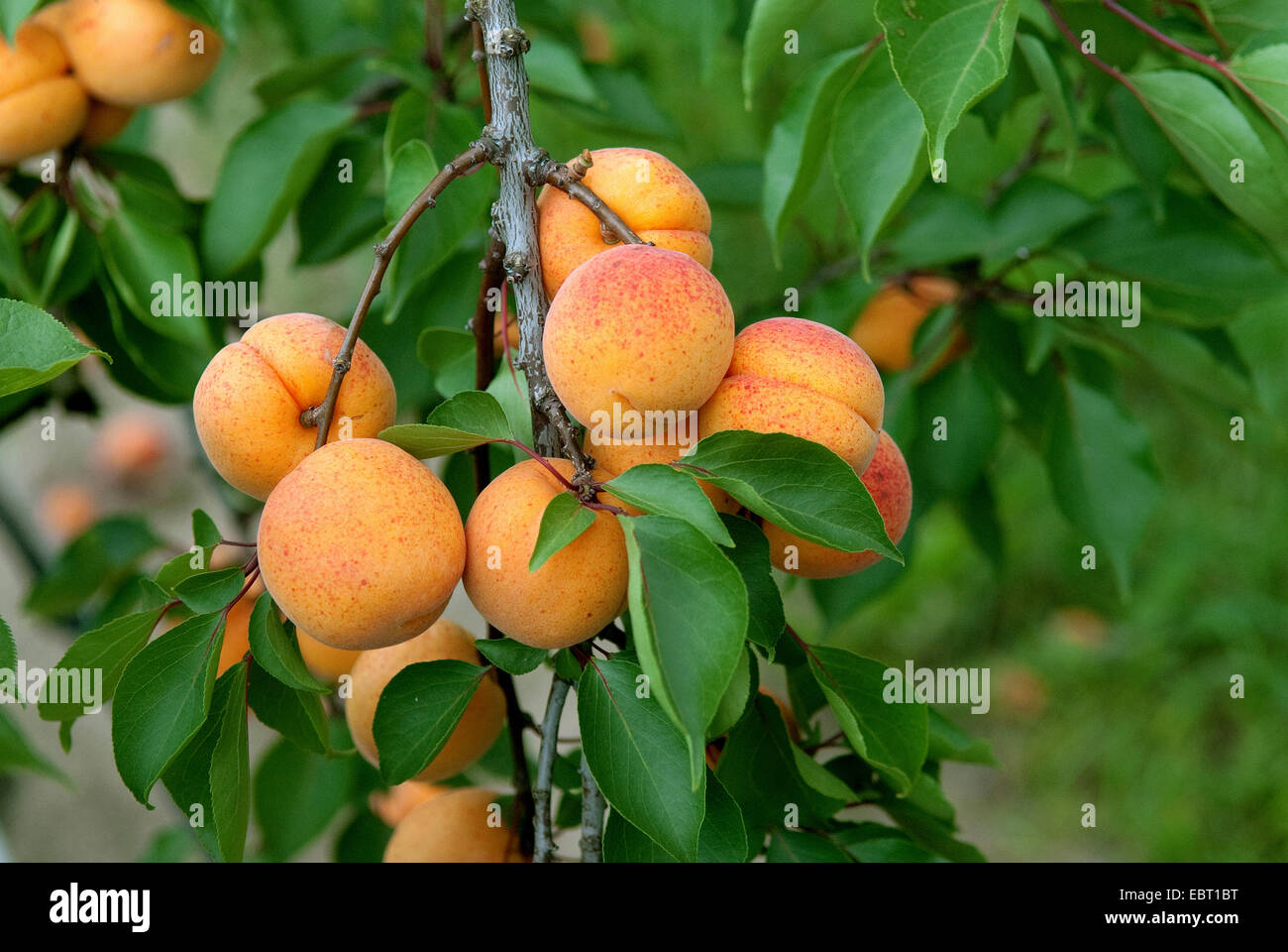 apricot tree (Prunus armeniaca 'Hargrand', Prunus armeniaca Hargrand), cultivar Hargrand, apricots on a tree Stock Photo