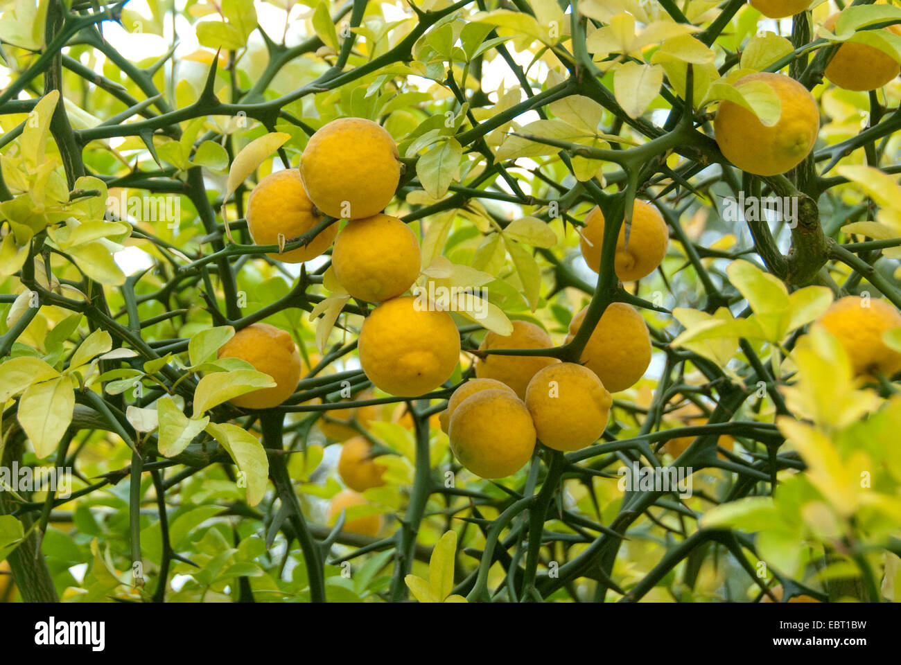 trifoliate orange (Poncirus trifoliata), branches with fruits Stock Photo