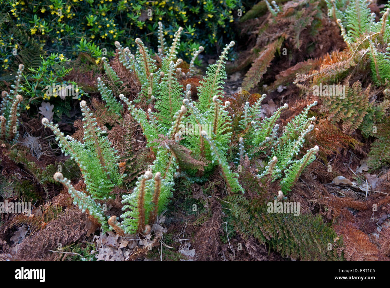 soft shield fern (Polystichum setiferum 'Plumosum Densum', Polystichum setiferum Plumosum Densum), cultivar Plumosum Densum Stock Photo