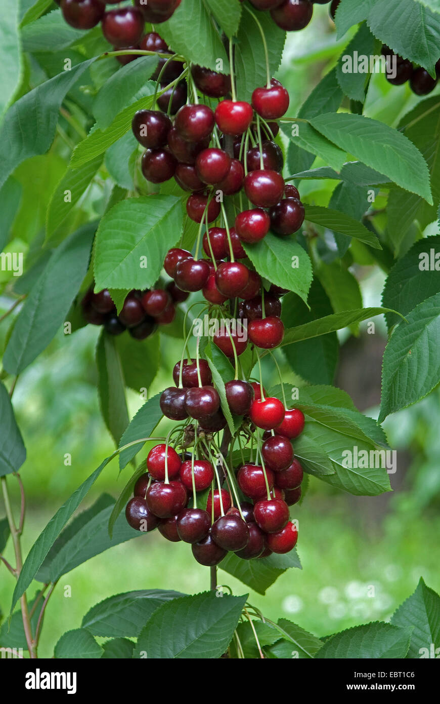 Cherry tree, Sweet cherry (Prunus avium 'Namati', Prunus avium Namati), cultivar Namati, cherries on a tree Stock Photo