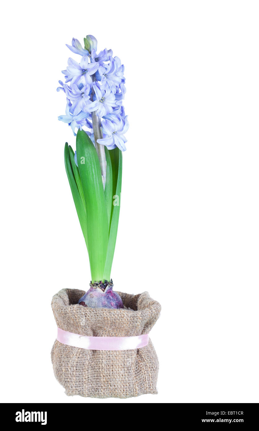 Beautiful brightly-blue hyacinths isolated on a white background Stock Photo