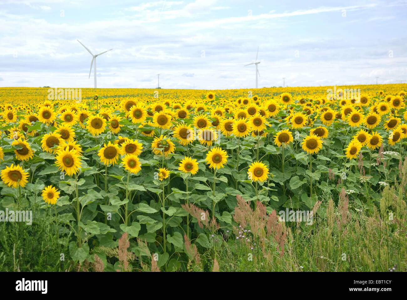 common sunflower (Helianthus annuus), sunflower field with wind turbines in the backgrund, Germany Stock Photo
