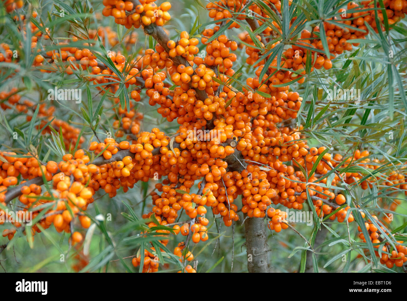 common seabuckthorn (Hippophae rhamnoides 'Orange Energy', Hippophae rhamnoides Orange Energy), cultivar orange Energy, branches with fruits Stock Photo