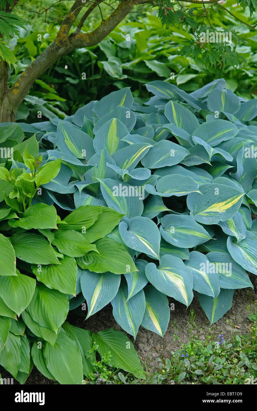 plantain lily (Hosta 'Touch of Class', Hosta Touch of Class), cultivar Touch of Class Stock Photo