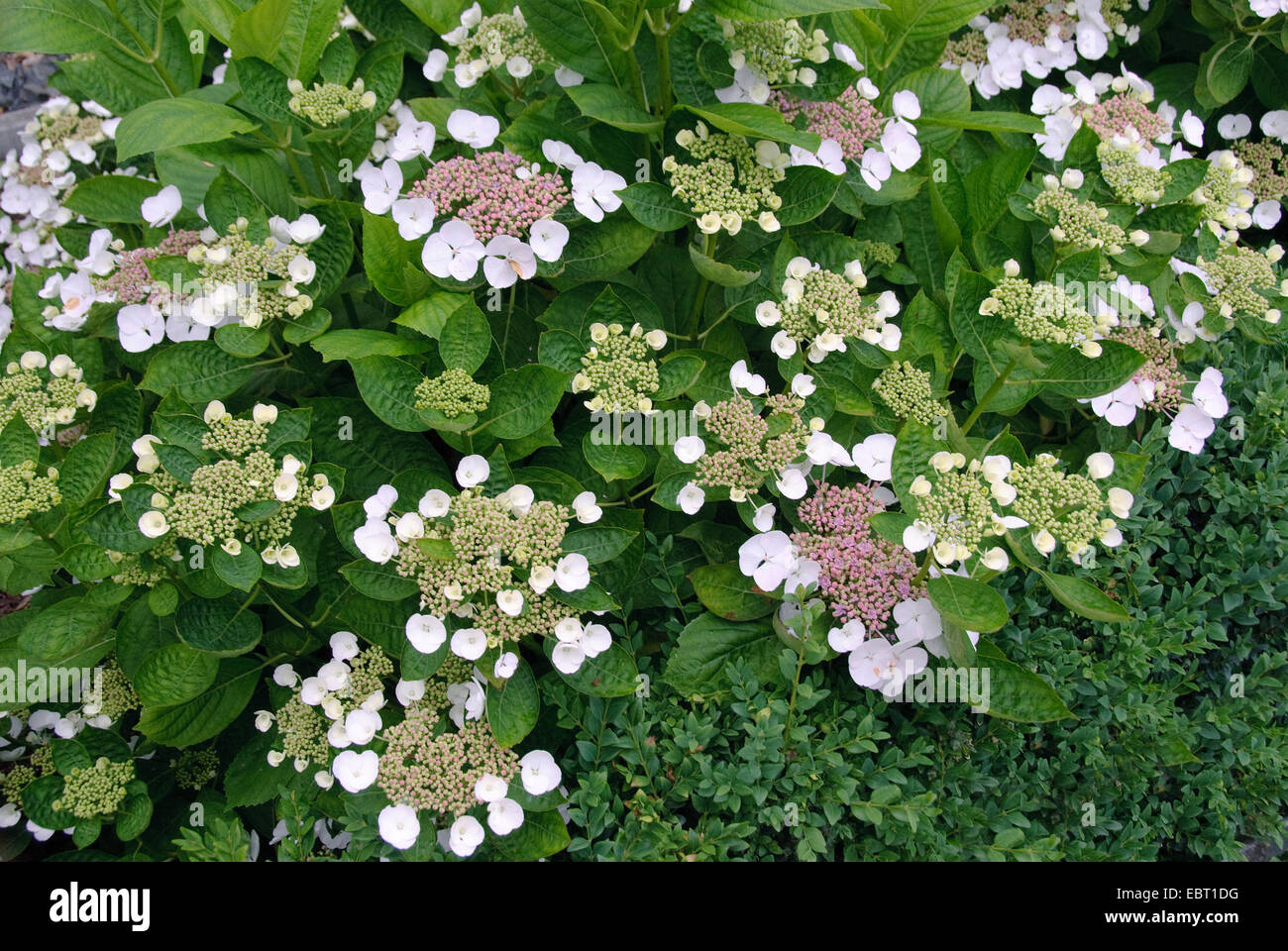 Garden hydrangea, Lace cap hydrangea (Hydrangea macrophylla 'Libelle', Hydrangea macrophylla Libelle), cultivar Libelle Stock Photo