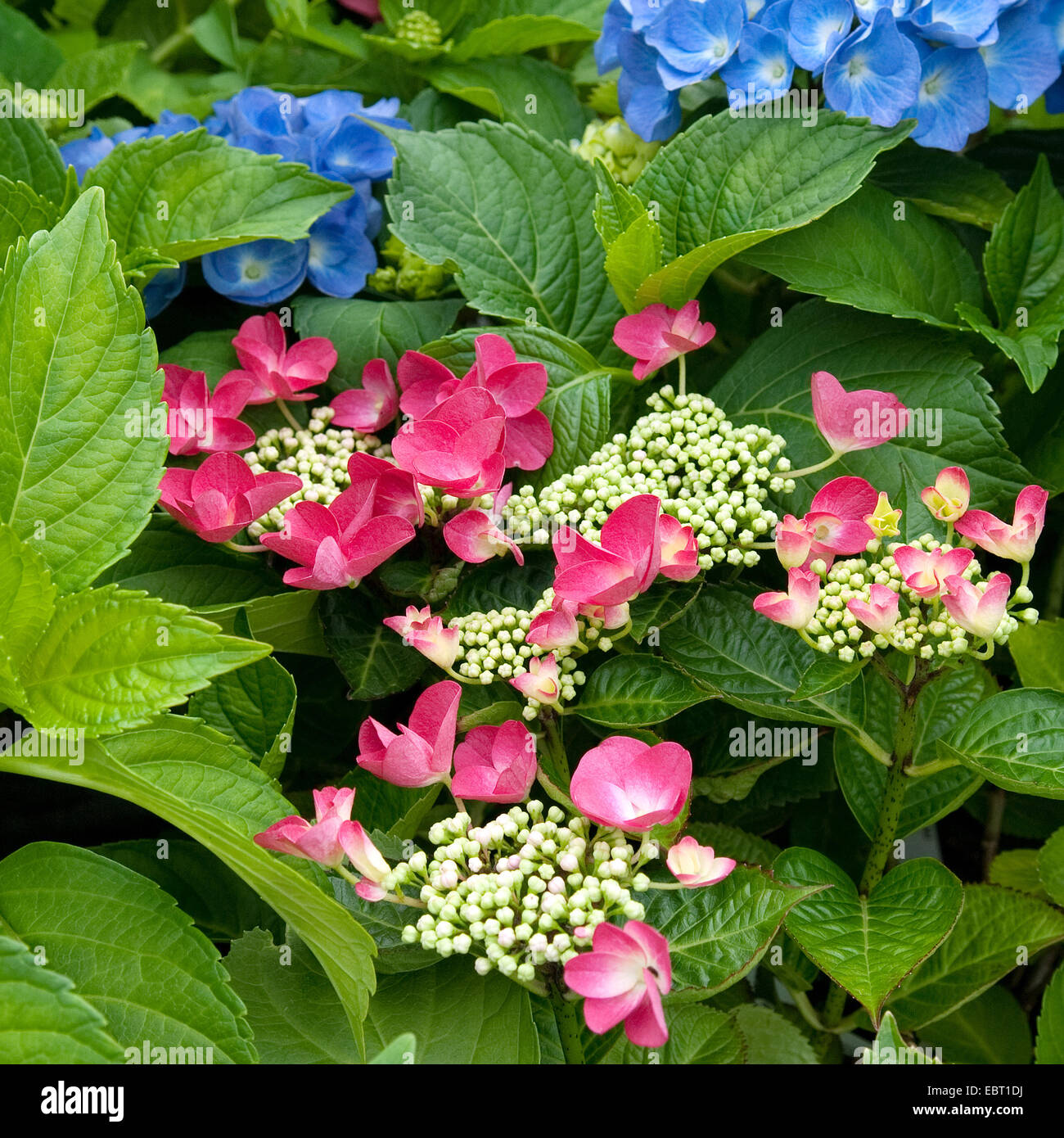 Garden hydrangea, Lace cap hydrangea (Hydrangea macrophylla 'Lady in Red', Hydrangea macrophylla Lady in Red), cultivar Lady in Red Stock Photo